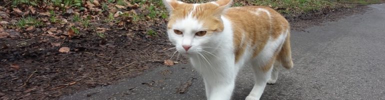 cat running