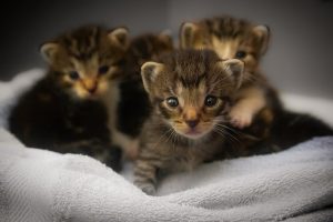 kittens-basket