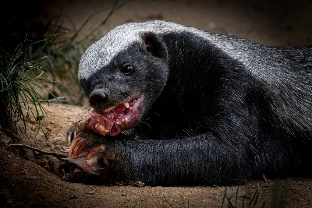 skunk eating cat flesh